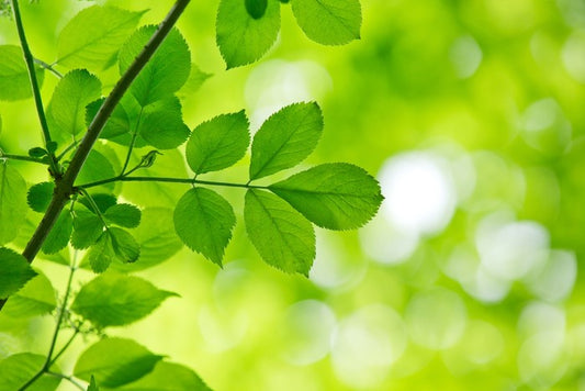 Spring leaves macro
