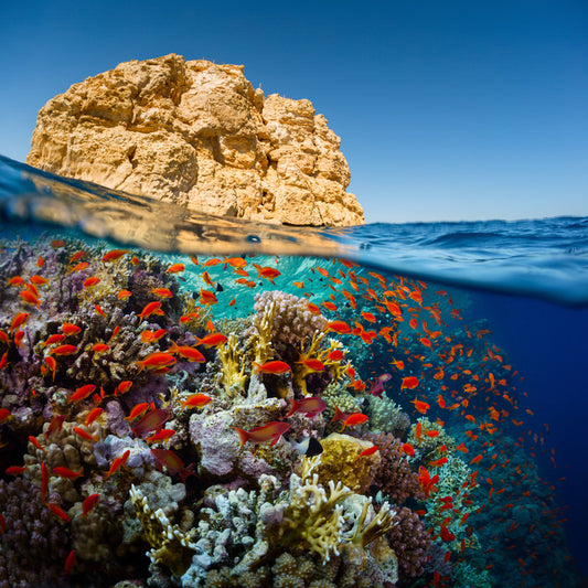 Below the Red Sea