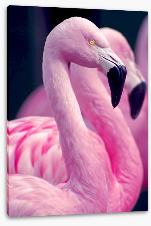Pink flamingo pair