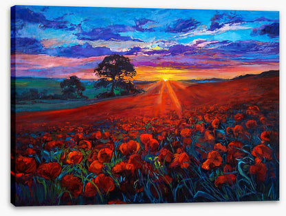 Last ray poppies