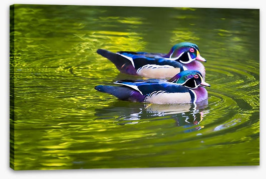 Birds