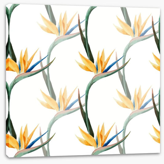 Birds of paradise