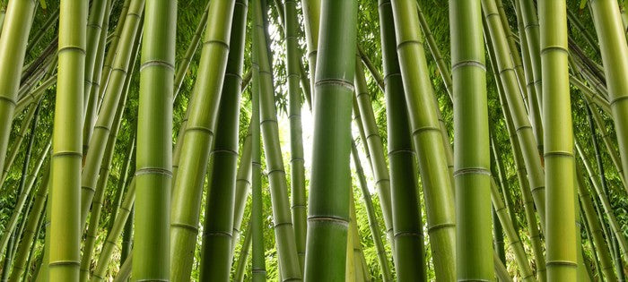 Bamboo jungle