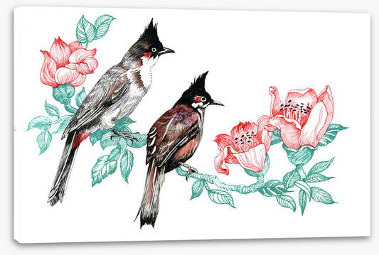 Birds