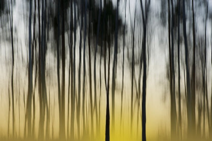 Dawn in the forest