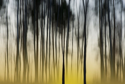Dawn in the forest