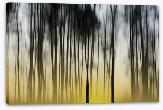 Dawn in the forest