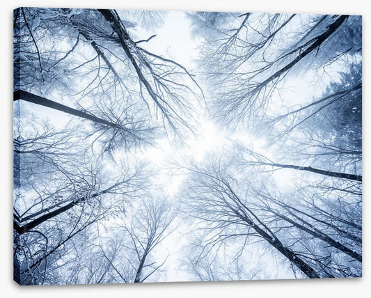 Canopy clouds