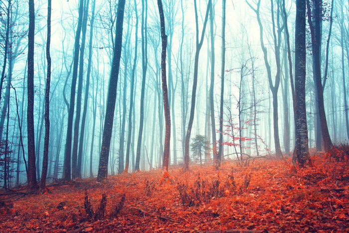 Lost in the forest