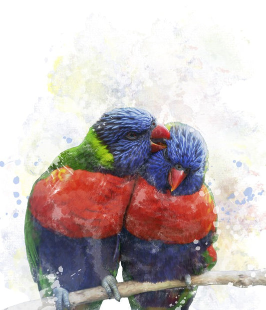 Rainbow lorikeet love