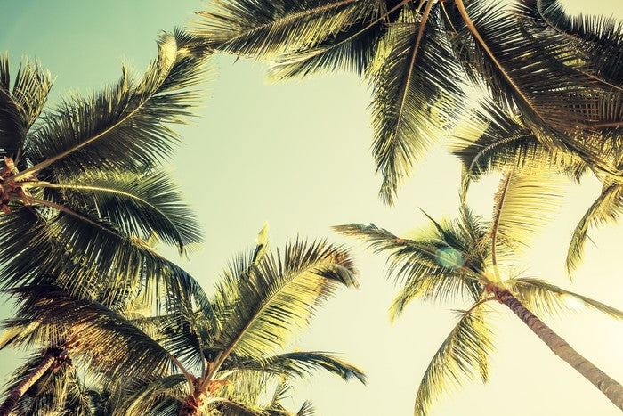 Coconut palms