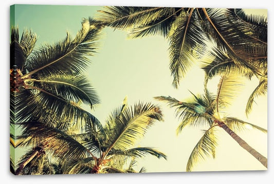 Coconut palms