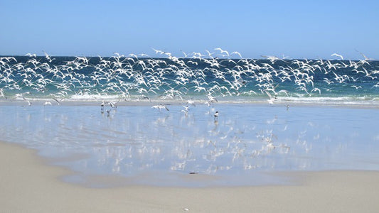 Coast at Coral Bay