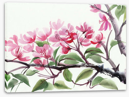 Cherry blossom
