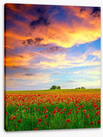 Golden cloud poppies