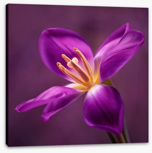 Blooming tulip