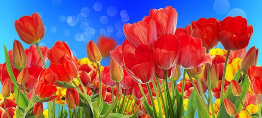 Sunshine tulips