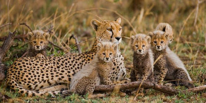 Cheetah cub club