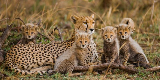 Cheetah cub club