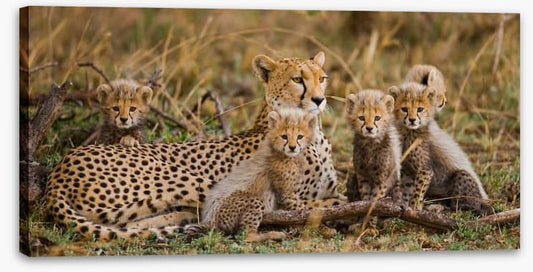 Cheetah cub club