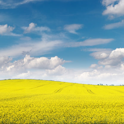 Meadows