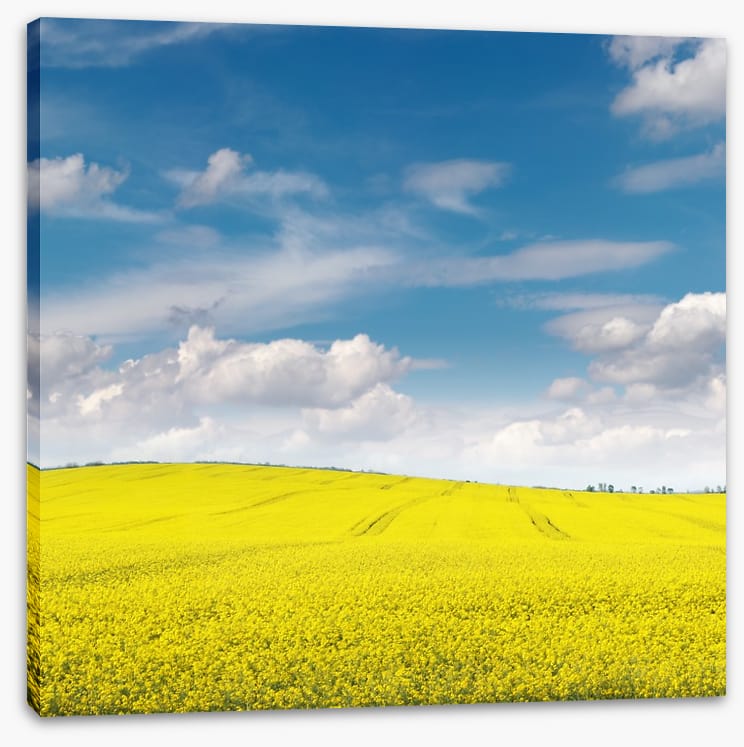 Meadows
