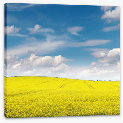 Meadows