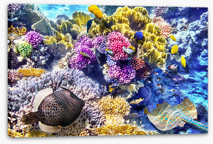 At the coral reef