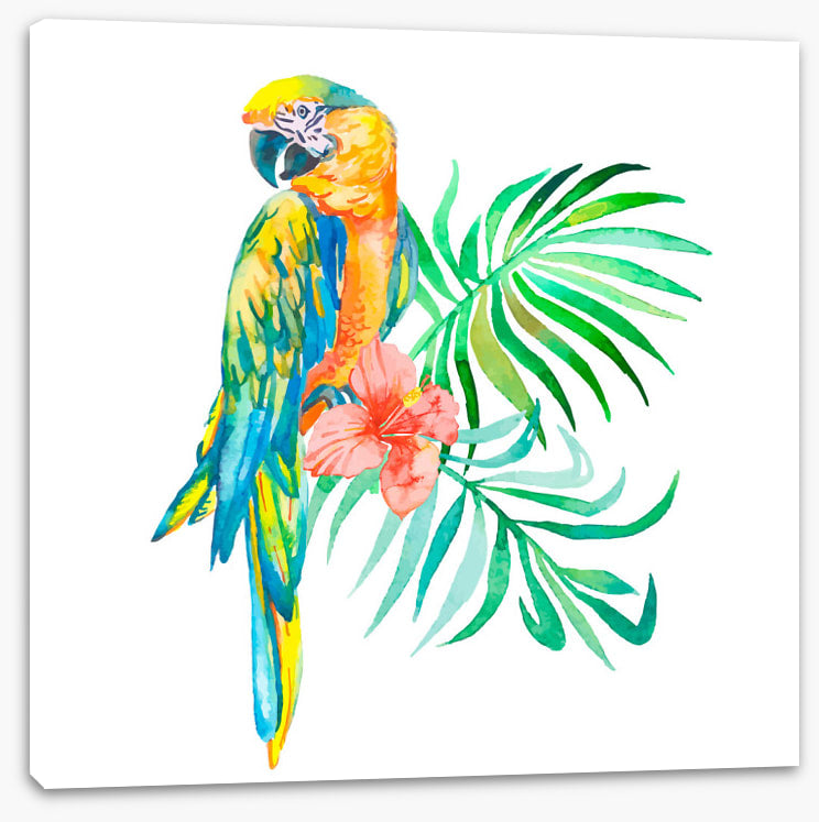 Golden macaw