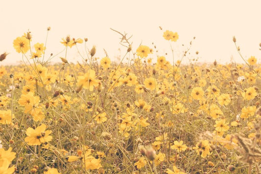 Yellow cosmos meadow
