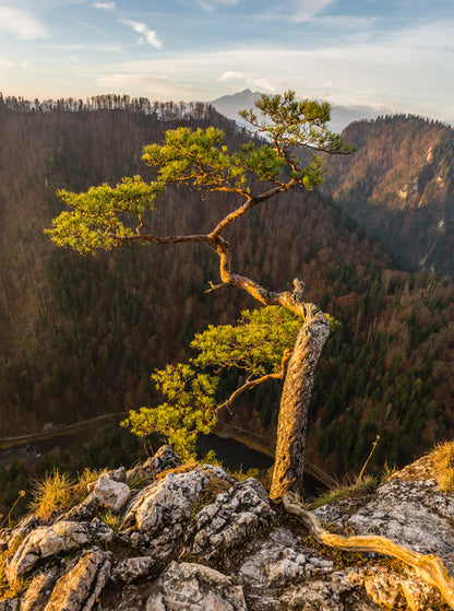 Trees