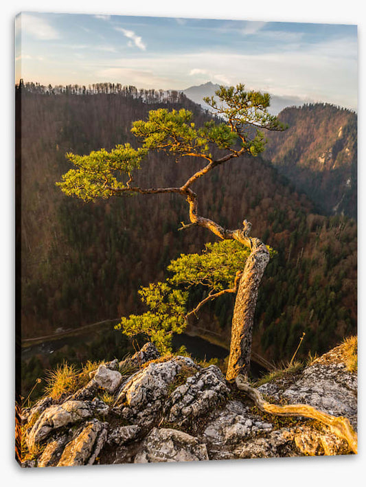Trees