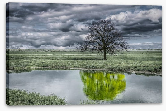 The unusual duck pond