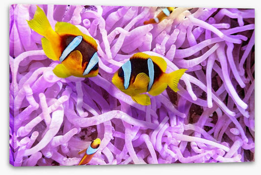 A clownfish romance