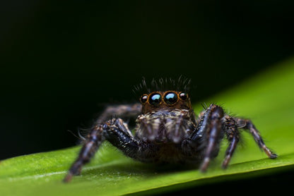 Insects