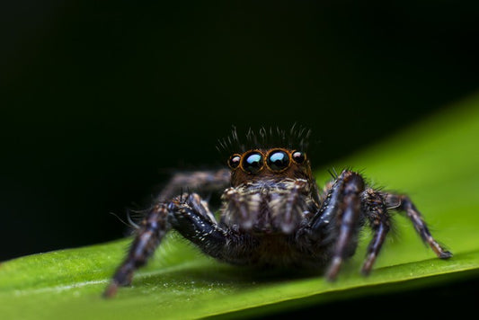 Insects