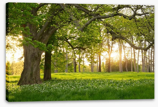 Old oak sunlight