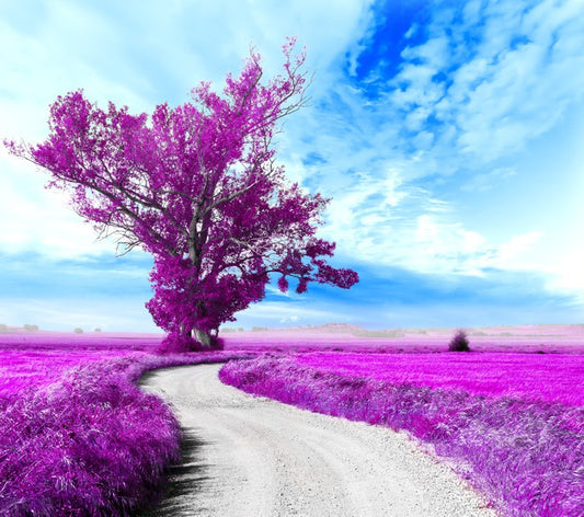 The dreamfields
