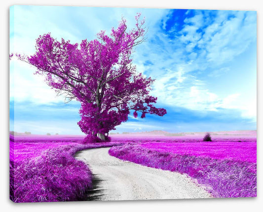 The dreamfields