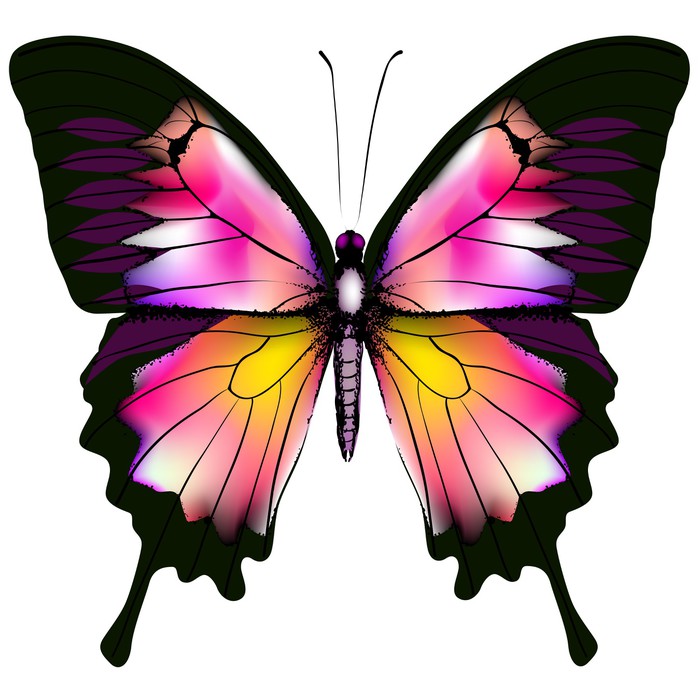 Butterflies