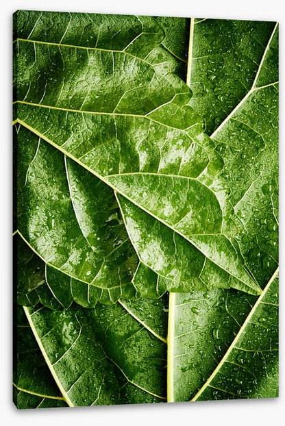 Leaves