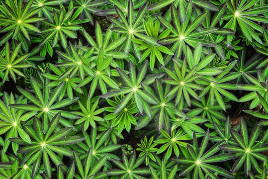 Leaves