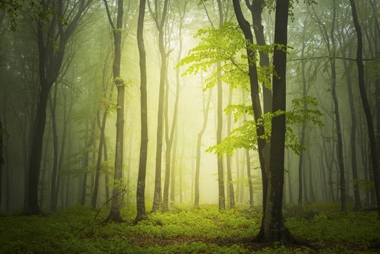 Forests