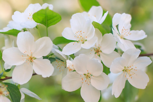 Blooming apple flowers