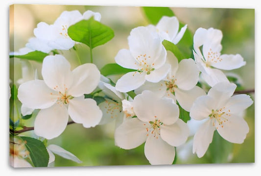 Blooming apple flowers