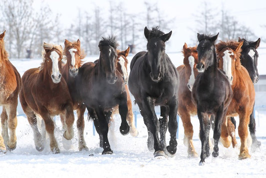 Winter gallop