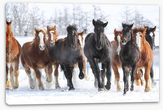 Winter gallop