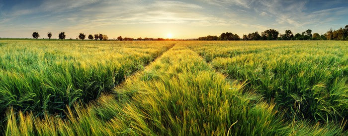 Agriculture