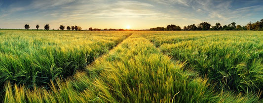 Agriculture