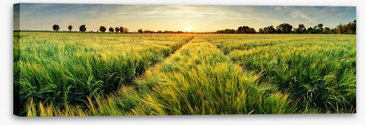 Agriculture